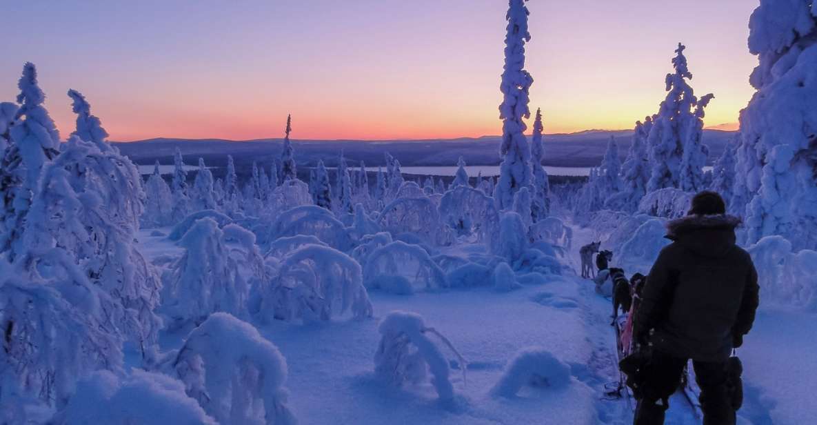 Kiruna: Guided Afternoon Drive Your Own Dog Sled Tour - Taking turns behind the runners