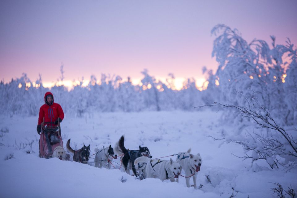 Kiruna: Guided Afternoon Drive Your Own Dog Sled Tour - Timing, transport, and booking details