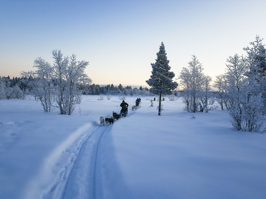 Kiruna: Guided Afternoon Drive Your Own Dog Sled Tour - Learning to harness and handle the team