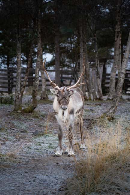 Kiruna: Icehotel and Sami Camp Day Trip - Key points at a glance