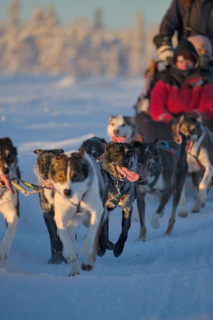 Kiruna: Morning Husky Sled Ride with Coffee Break - Riding through forests and across frozen lakes