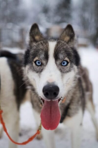 Morning Husky Sled Ride with Coffee Break