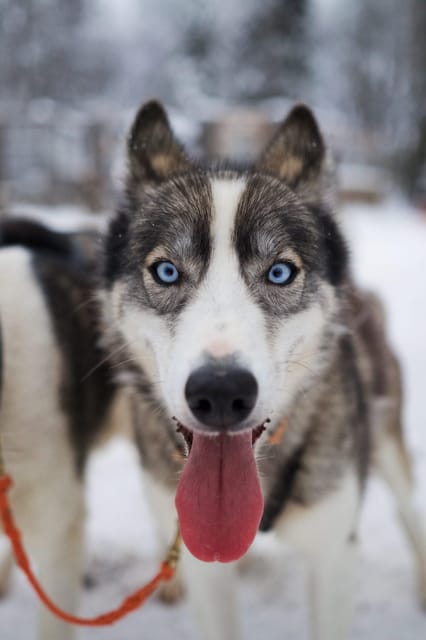 Kiruna: Morning Husky Sled Ride with Coffee Break - Meeting the huskies before the sled leaves