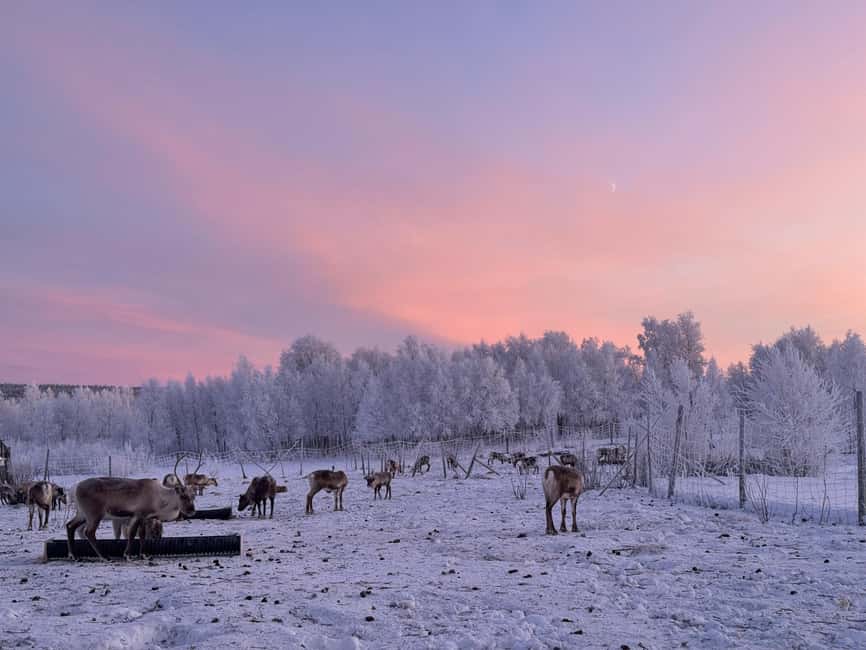 Kiruna: Reindeer Feeding Tour and Sámi Culture with Minibus - The long road north from Kiruna