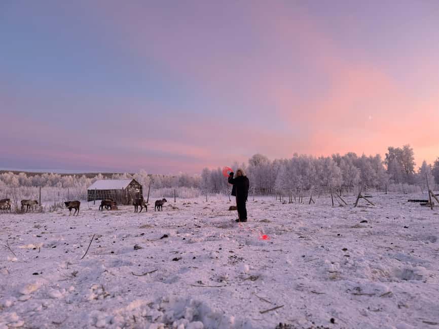 Kiruna: Reindeer Feeding Tour and Sámi Culture with Minibus - Meeting Sámi hosts through stories and fika
