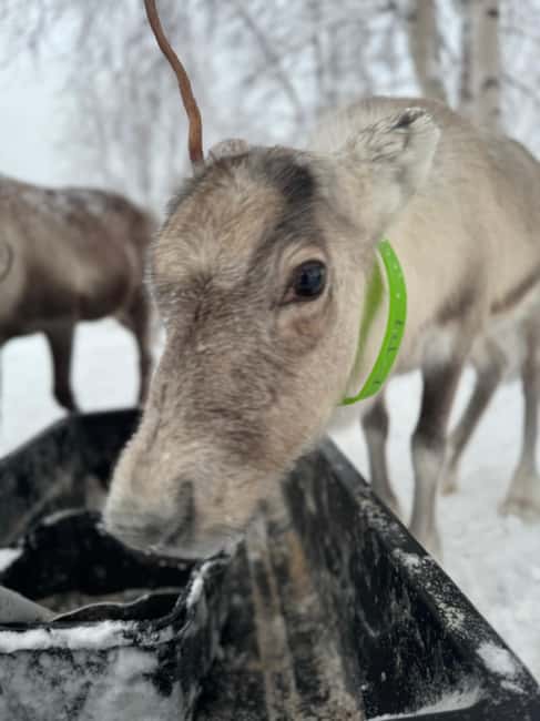 Kiruna: Reindeer Feeding Tour and Sámi Culture with Minibus - The final call on this Kiruna reindeer tour