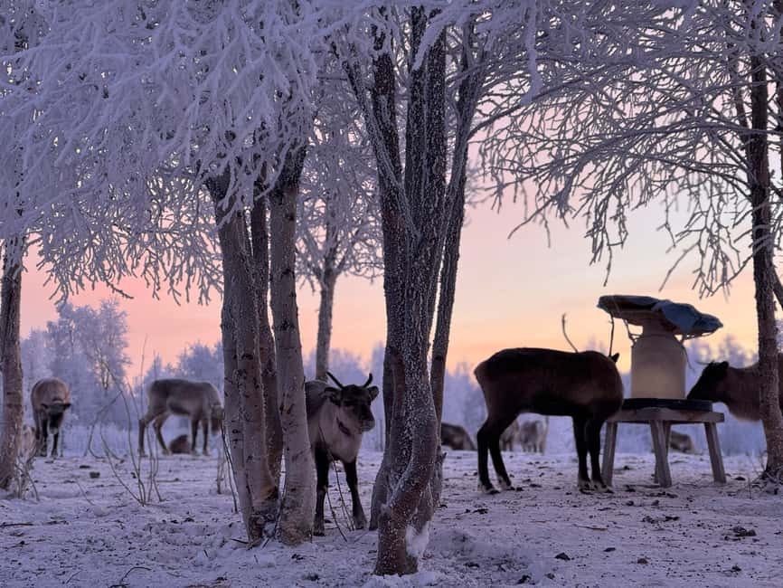 Kiruna: Reindeer Feeding Tour and Sámi Culture with Minibus - What the tour gets right about cultural contact