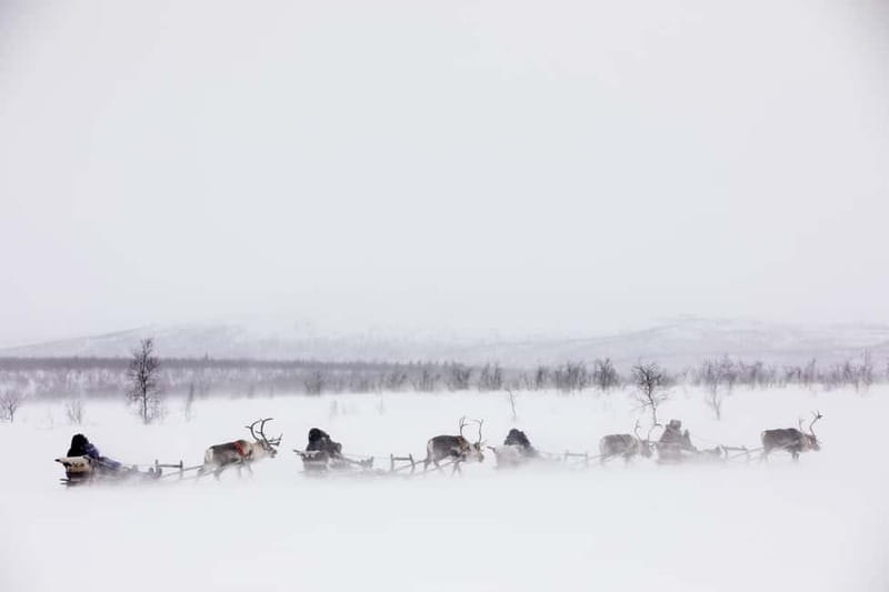 KIRUNA: Reindeer Sled Ride in the Countryside - Key points to know before booking