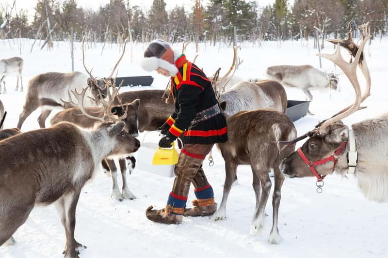 KIRUNA: Reindeer Sled Ride in the Countryside - Leaving Kiruna for the Sámi village