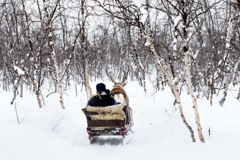 KIRUNA: Reindeer Sled Ride in the Countryside - Learning to guide your own sled