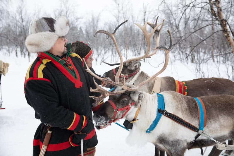 KIRUNA: Reindeer Sled Ride in the Countryside - Lunch in a lávvu beside the fire