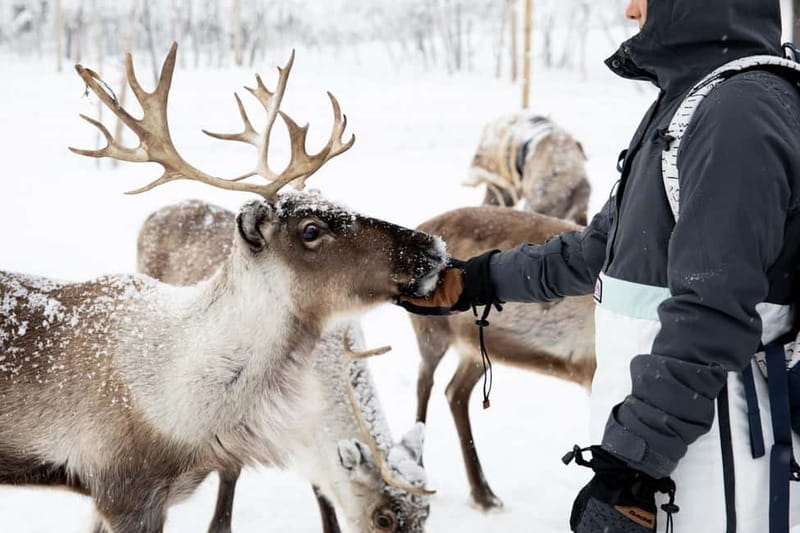 KIRUNA: Reindeer Sled Ride in the Countryside - The cultural side of the visit
