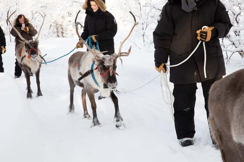 KIRUNA: Reindeer Sled Ride in the Countryside - Practical preparation for the snow
