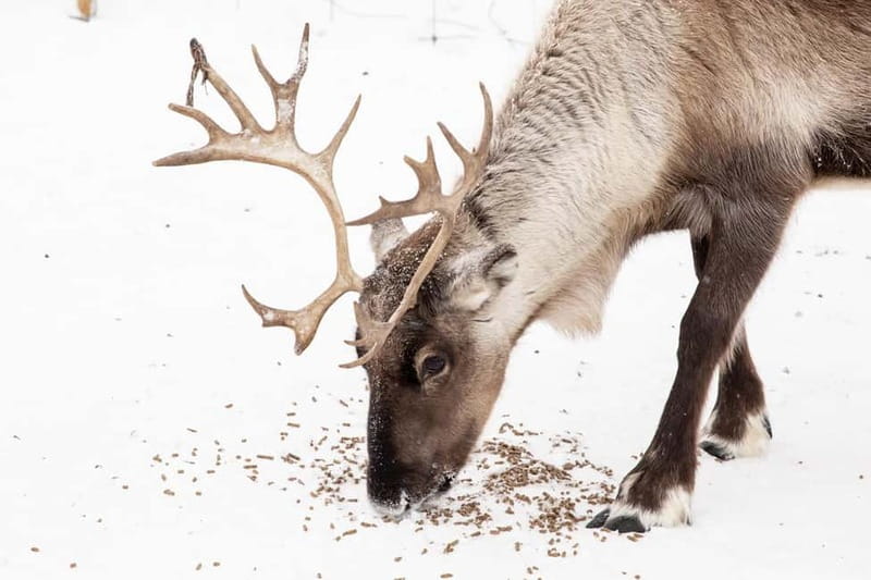 KIRUNA: Reindeer Sled Ride in the Countryside - Meeting the reindeer before the ride