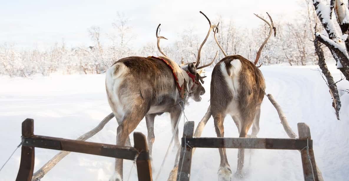 KIRUNA: Sami Reindeer Experience - Who will enjoy this Kiruna outing most?