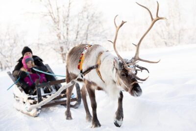Sami Reindeer Experience