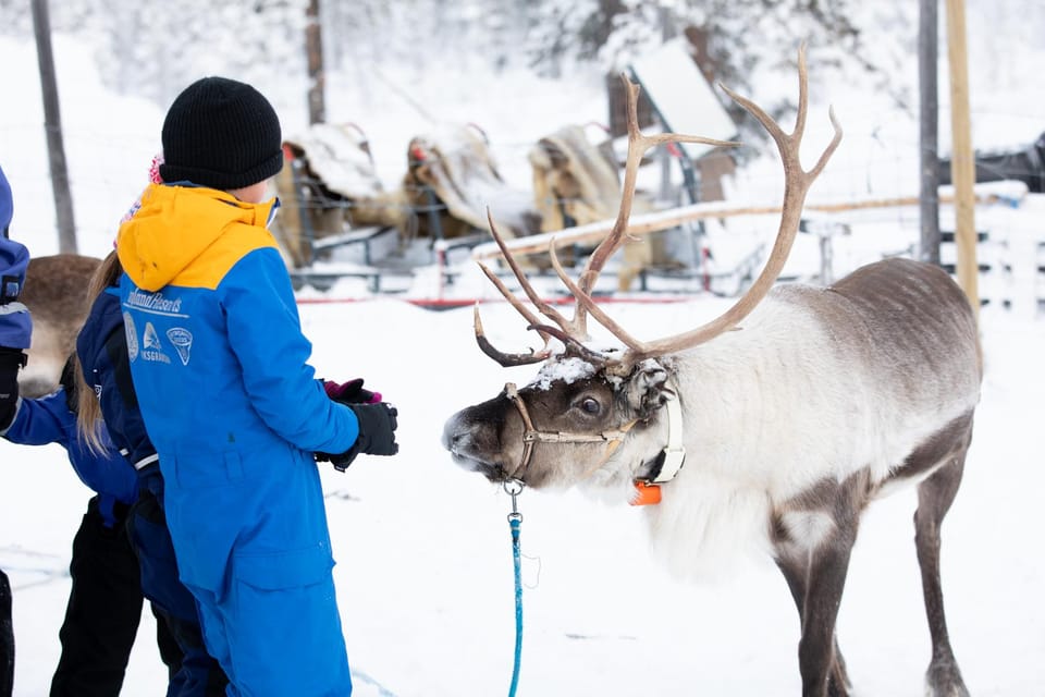 KIRUNA: Sami Reindeer Experience - Learning to throw a lasso like a herder