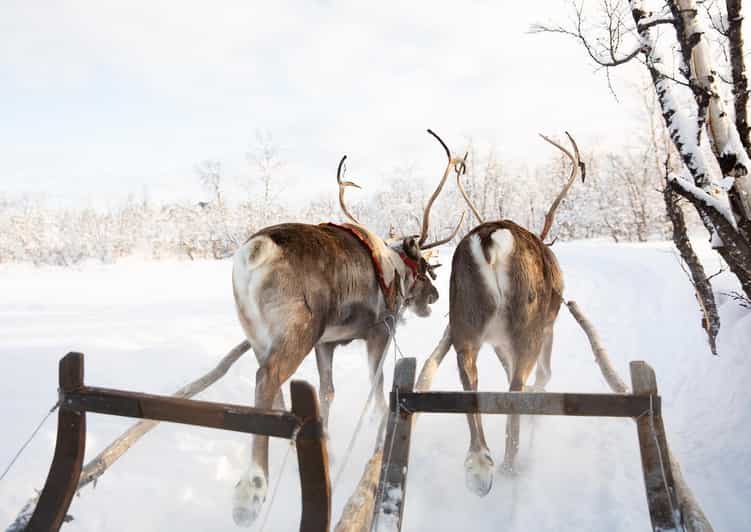 KIRUNA: Sami Reindeer Experience - Taking the short reindeer sled ride