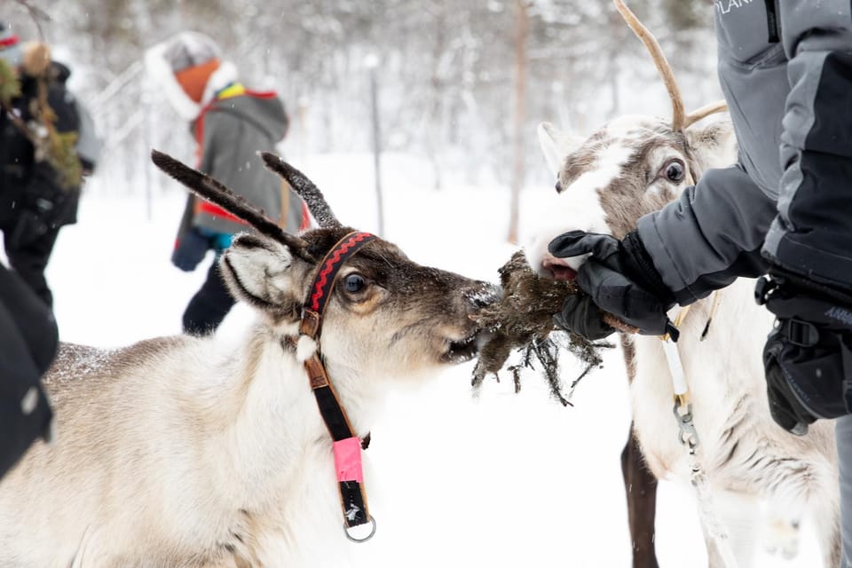 KIRUNA: Sami Reindeer Experience - Eating suovas inside the lávvu