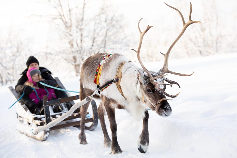 KIRUNA: Sami Reindeer Experience - Meeting the reindeer in the winter corral