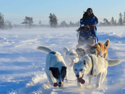 Self-drive Husky Morning Tour