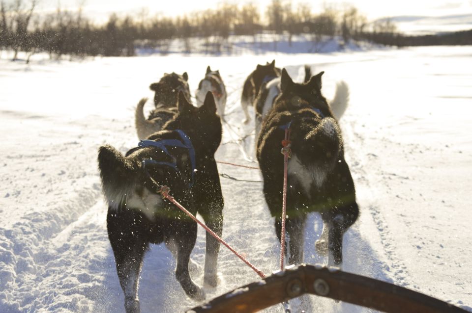 Kiruna: Self-drive Husky Morning Tour - Who will enjoy this tour most