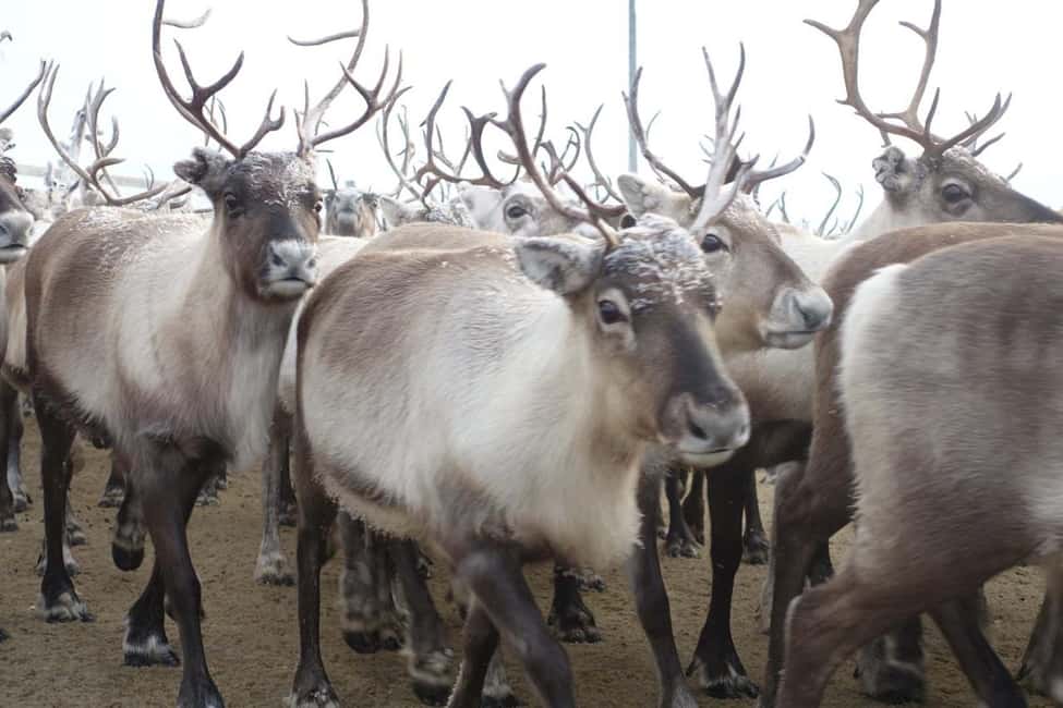 Kiruna: Sleigh Ride with Reindeer Feeding & Warm Drinks - Getting from Kiruna to Jukkasjärvi