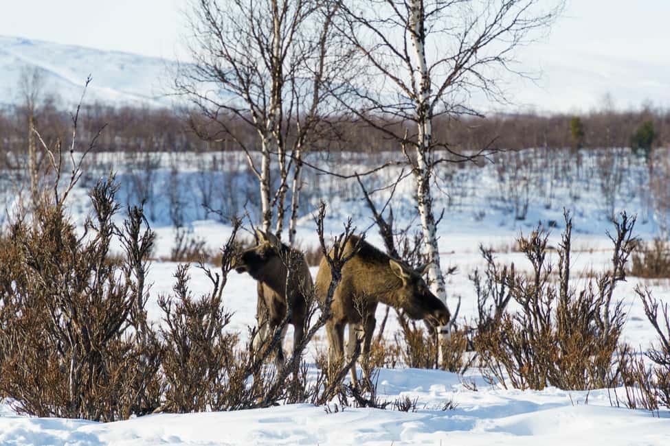 Kiruna: Small Group Snowmobile with Snacks - Crossing Rivers and Forest Trails
