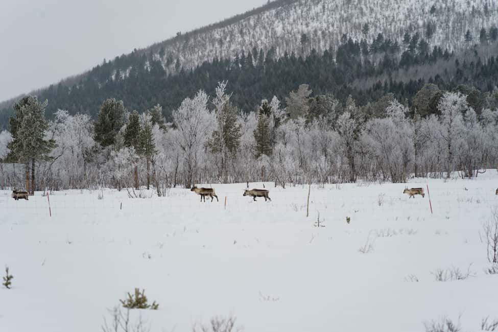 Kiruna: Small Group Snowmobile with Snacks - From Kiruna Hotels to the Frozen Torne River