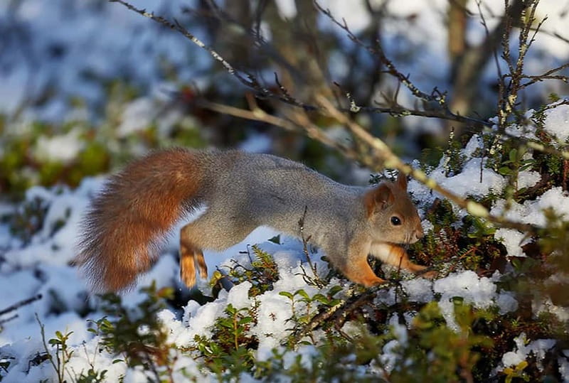 Kiruna: Wildlife and nature photography - Key points before you book