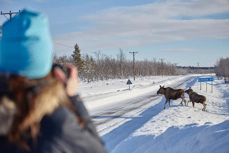 Kiruna: Wildlife and nature photography - Starting early from Kiruna