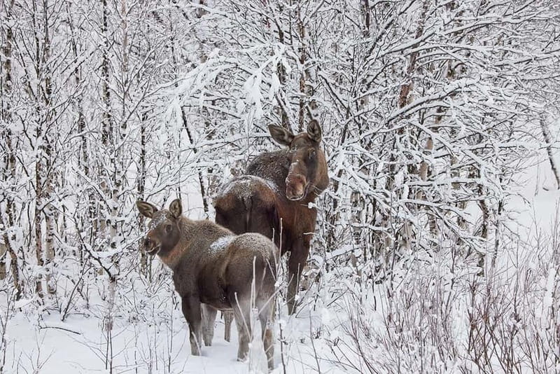 Kiruna: Wildlife and nature photography - Searching for moose along the road