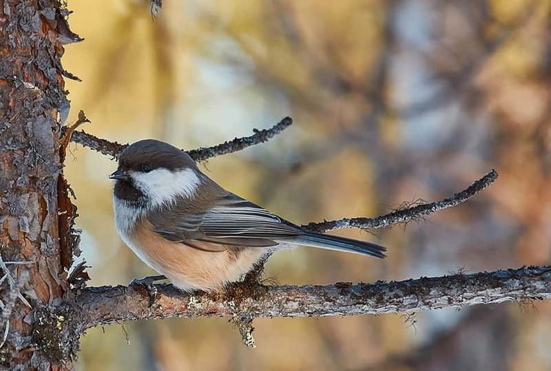 Kiruna: Wildlife and nature photography - Getting a camera ready for Arctic wildlife
