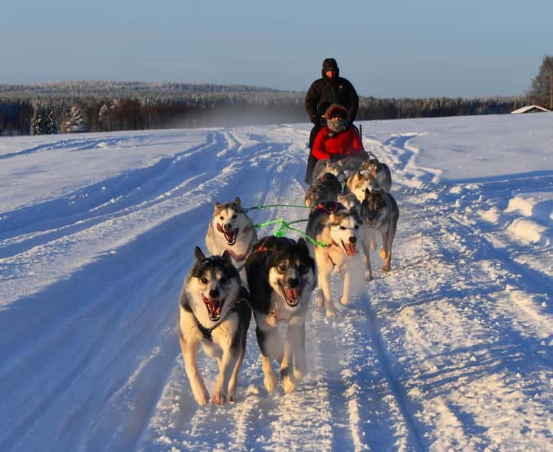 Luleå: Drive your own Husky team, 10km - Key Points at a Glance