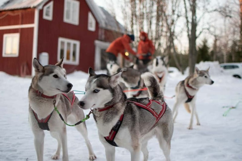 Luleå: Drive your own Husky team, 10km - Meeting the Dogs Before the Run
