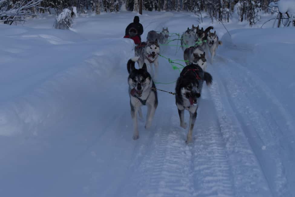 Lulea: Drive your own husky team 20km - Meeting the guide and getting ready