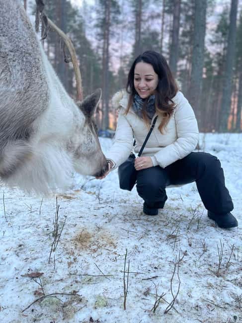 Luleå: Encounter with Reindeer Experience - Key points to know before booking