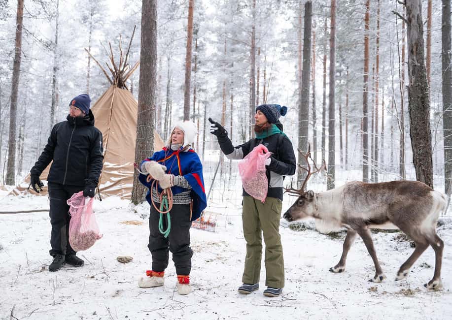 Luleå: Encounter with Reindeer Experience - Meeting reindeer at First Camp in Luleå