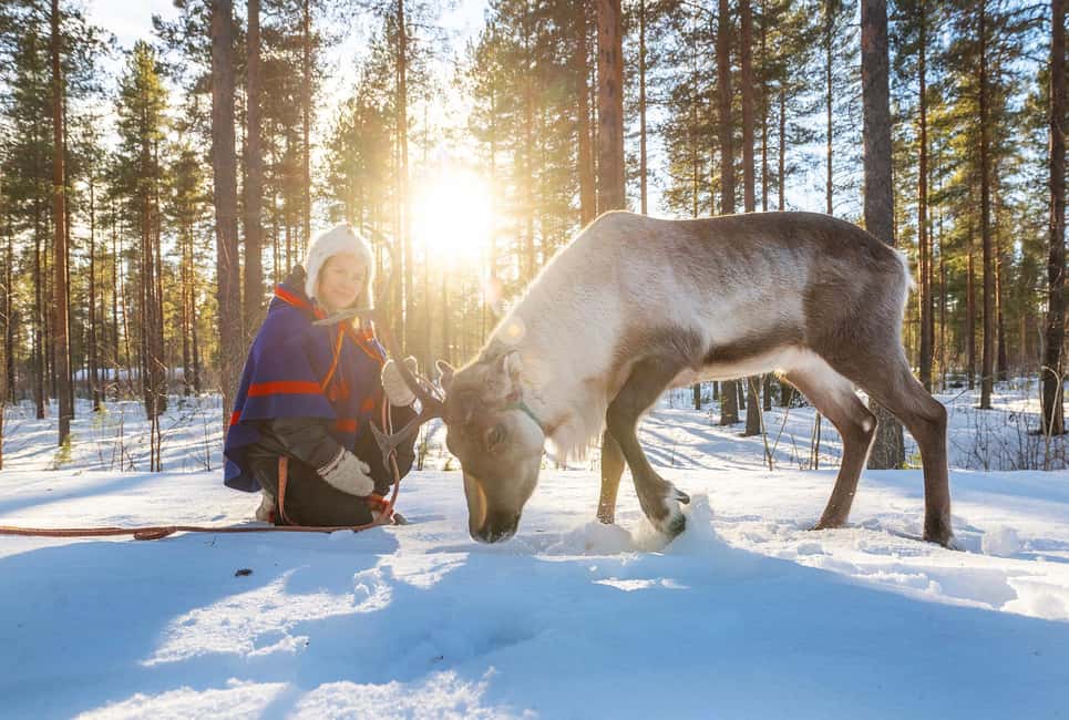 Luleå: Encounter with Reindeer Experience - Getting close to the reindeer