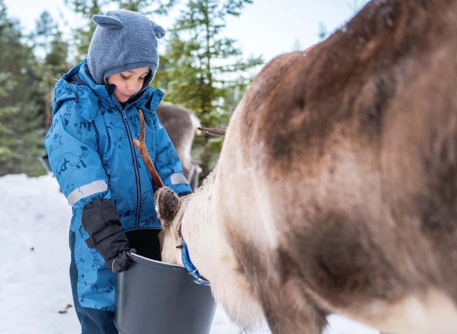 Luleå: Meet and Feed the Reindeer – Short Experience - Why this short reindeer visit works