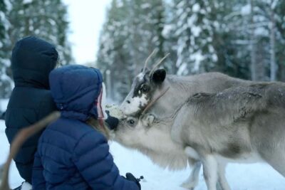 Meet and Feed the Reindeer – Short Experience