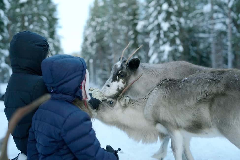 Luleå: Meet and Feed the Reindeer – Short Experience - Arriving at Bärslingan 37B