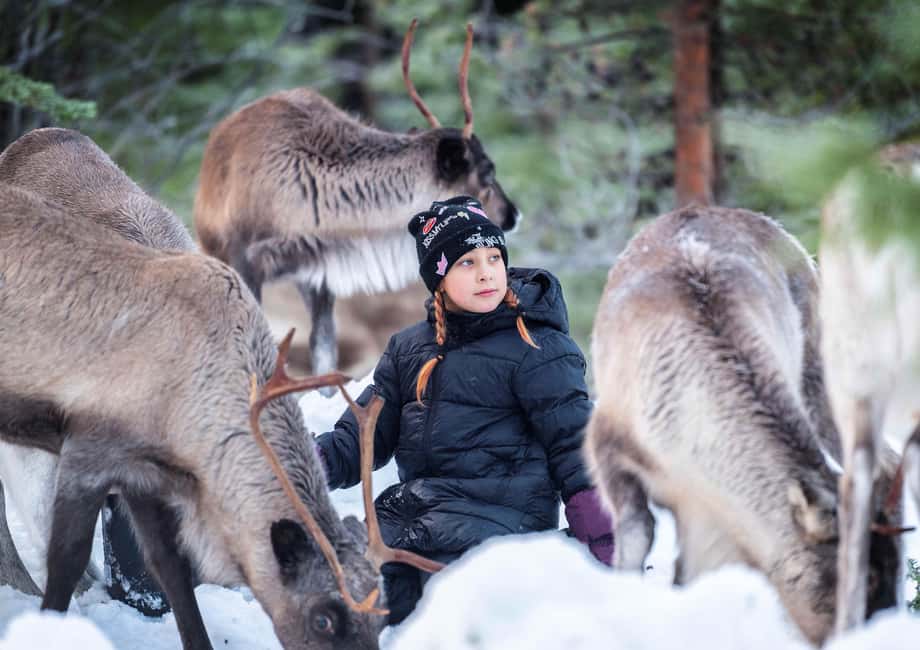 Luleå: Meet the Reindeer, Sámi Flavors & Stories by the Fire - Timing, pickup, and winter preparation