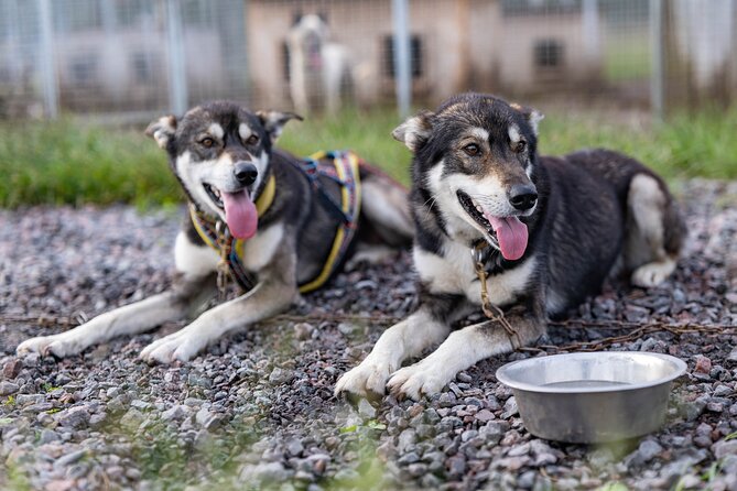 Meet 70 Huskies and Enjoy a short ATV Tour with the Huskies - Key points to know before you go