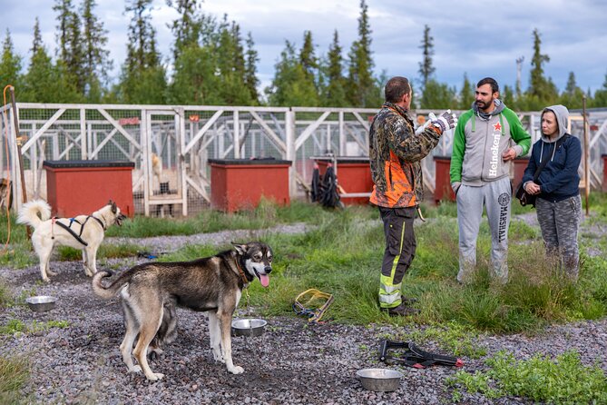 Meet 70 Huskies and Enjoy a short ATV Tour with the Huskies - Meeting 70 Alaskan Huskies near Kiruna