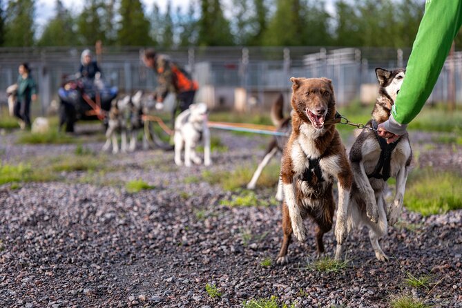 Meet 70 Huskies and Enjoy a short ATV Tour with the Huskies - Riding the ATV beside the training session