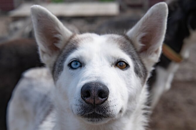 Meet 70 Huskies and Enjoy a short ATV Tour with the Huskies - Who will enjoy this Kiruna kennel visit