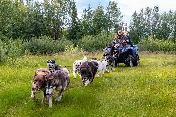 Meet 70 Huskies and Enjoy a short ATV Tour with the Huskies - Preparing a team of eight to ten dogs