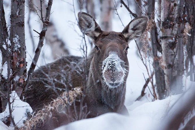 Morning hike in Abisko National Park - Why this short Abisko hike works well
