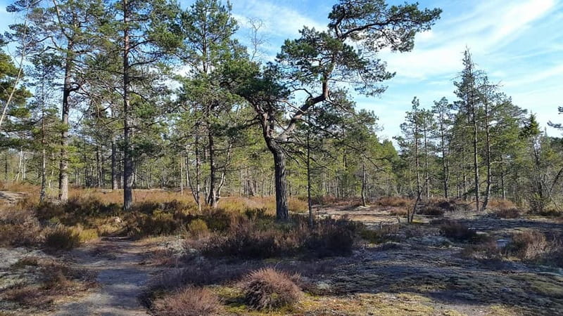 Nature Hike from Stockholm - Guides who shape the day